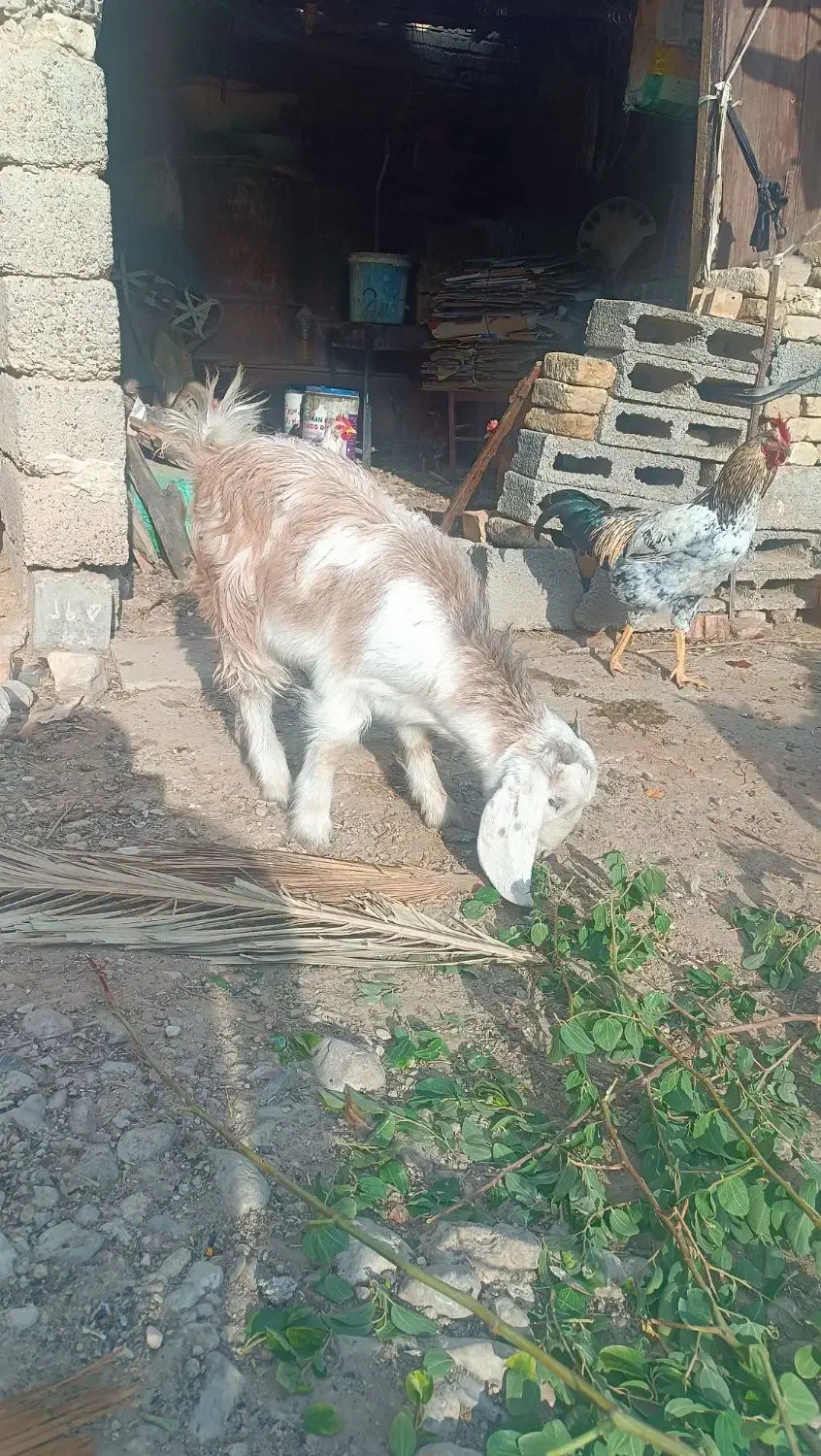 سه دانه بزغاله ماده|حیوانات مزرعه|دهلران, |دیوار