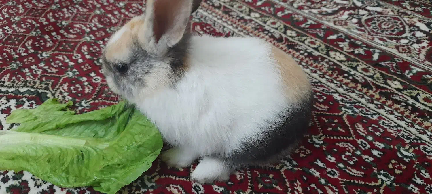 خرگوش|موش و خرگوش|همدان, |دیوار