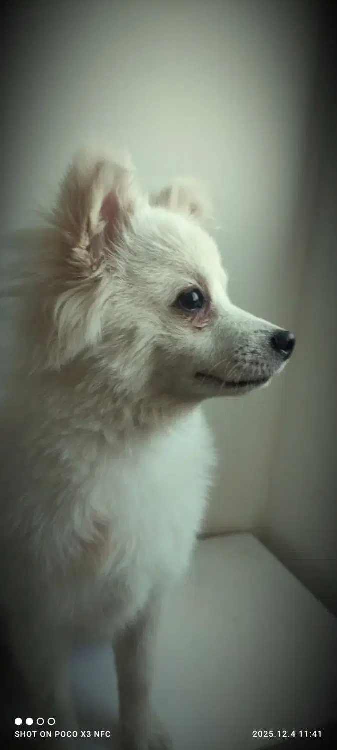 پامر اشپیتز|سگ|سبزوار, فیاض|دیوار