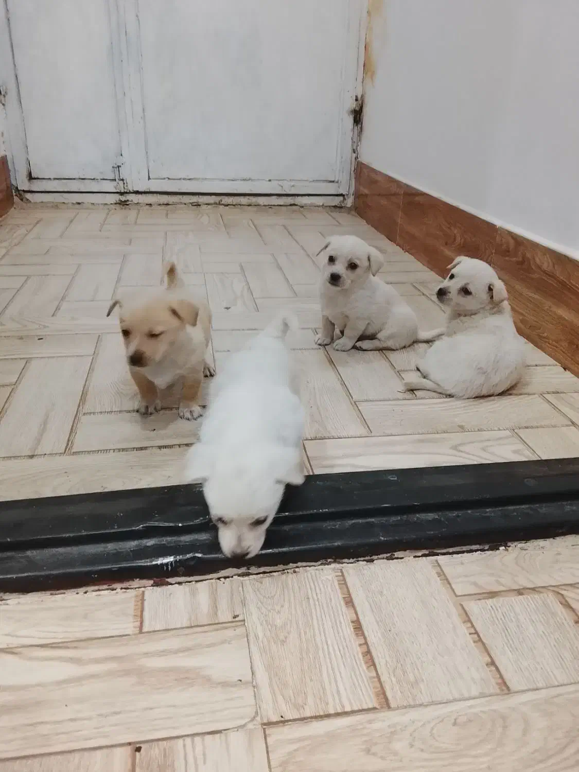 توله پاپی|سگ|تربت جام, اسماعیل آباد|دیوار