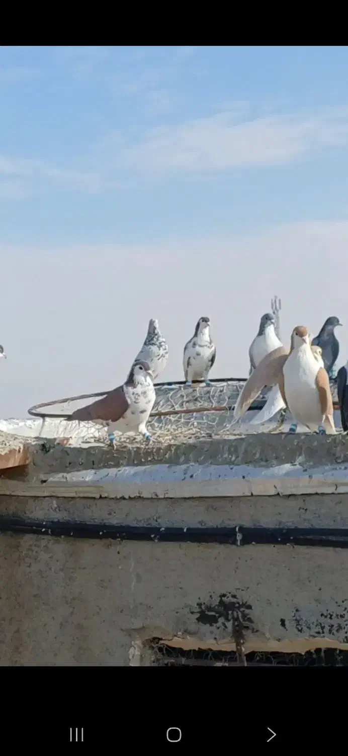 کفتر هوایی ضدوخوردی|پرنده|بردسکن, |دیوار