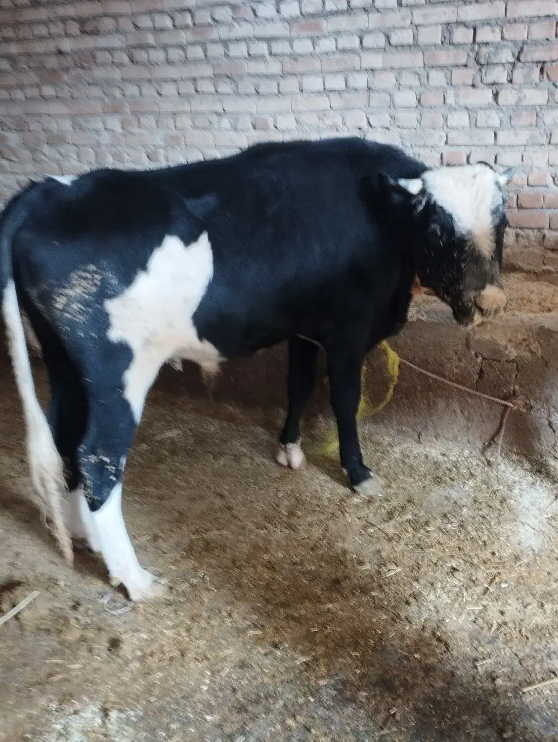 گاویاگوساله نر|حیوانات مزرعه|هریس, |دیوار