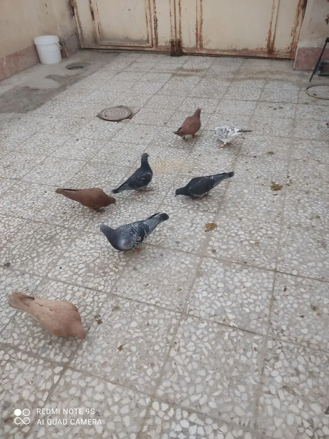 کبوتر|پرنده|آهوران, |دیوار