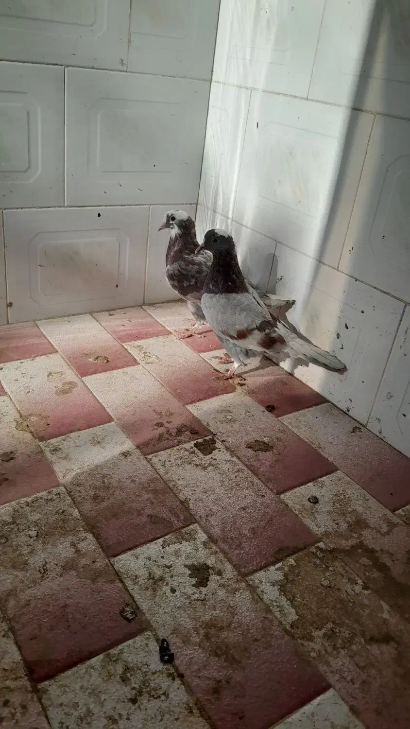 کبوتر عالی|پرنده|بیله سوار, |دیوار