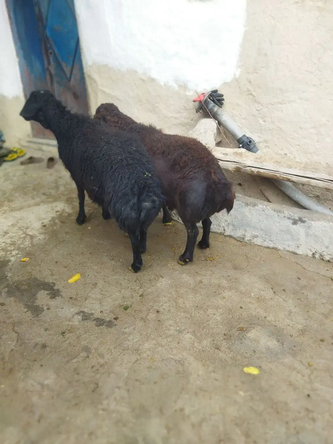 دو عدد قوچ قزل|حیوانات مزرعه|ماهنشان, |دیوار