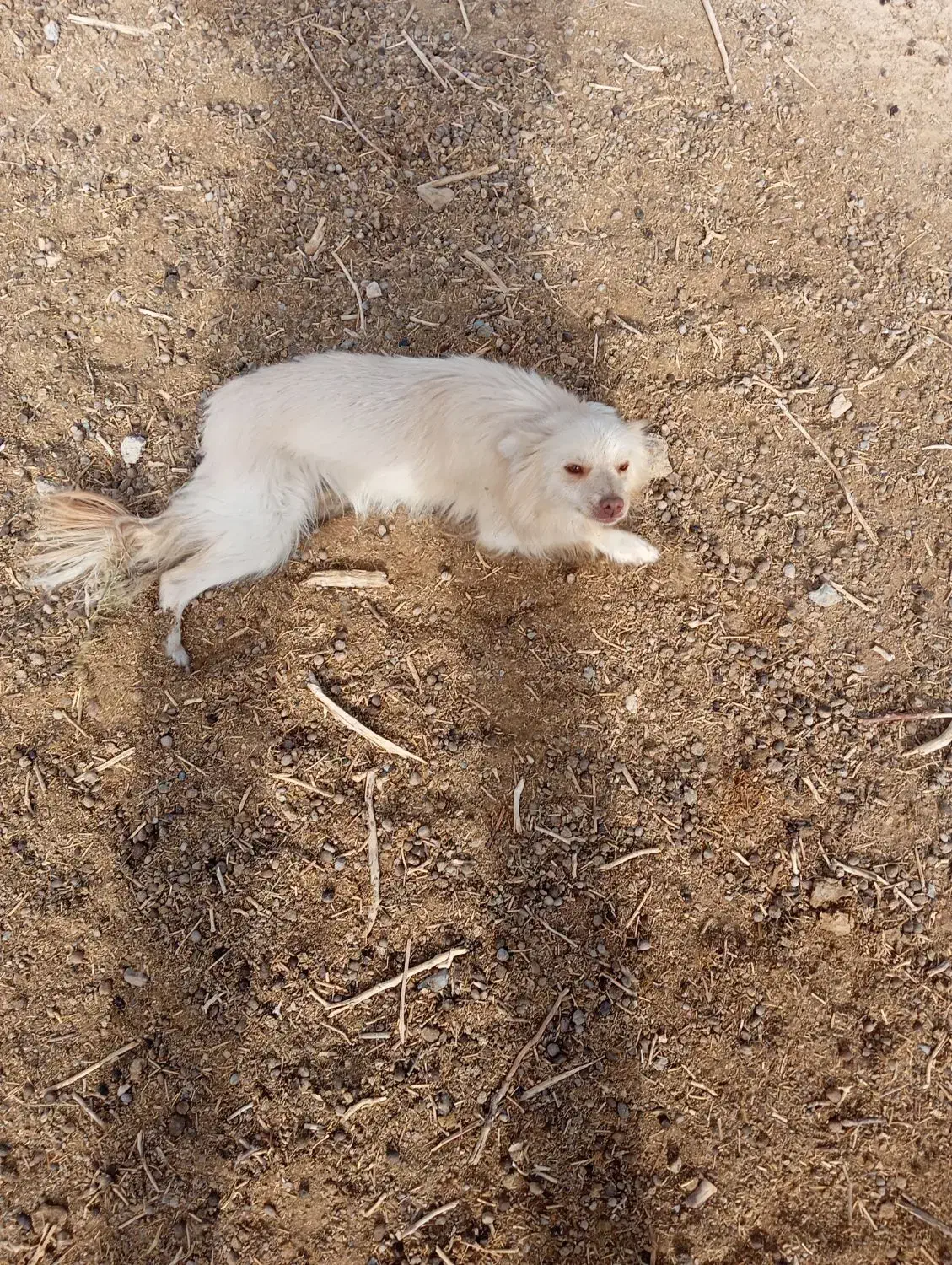 فروش سگخانگی|سگ|ابرکوه, |دیوار