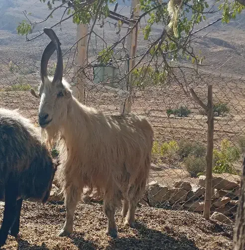 دوبور.چپش|حیوانات مزرعه|چنارود, |دیوار