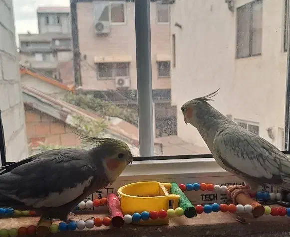 دوتا. هشتصد .|پرنده|لاهیجان, آهندان|دیوار