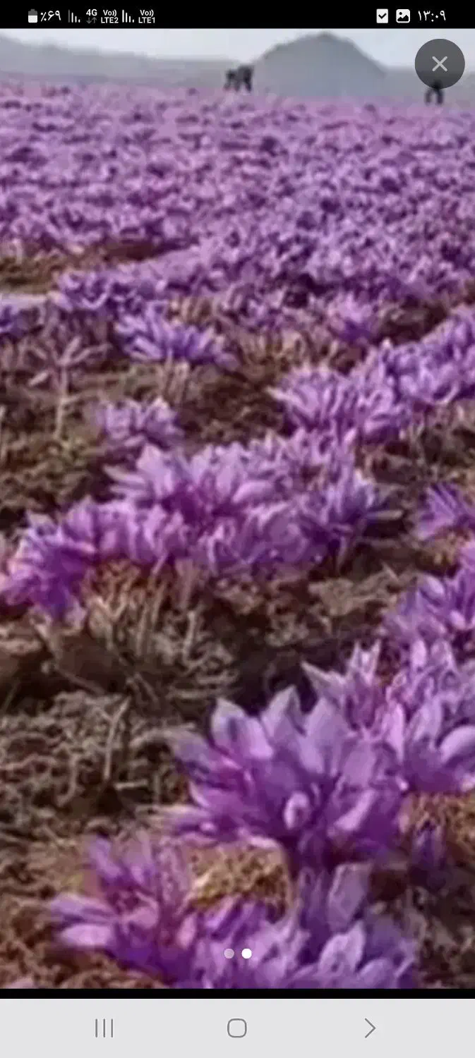 گل تربت حیدریه درجه یک|خوردنی و آشامیدنی|مشهد, کوی المهدی|دیوار