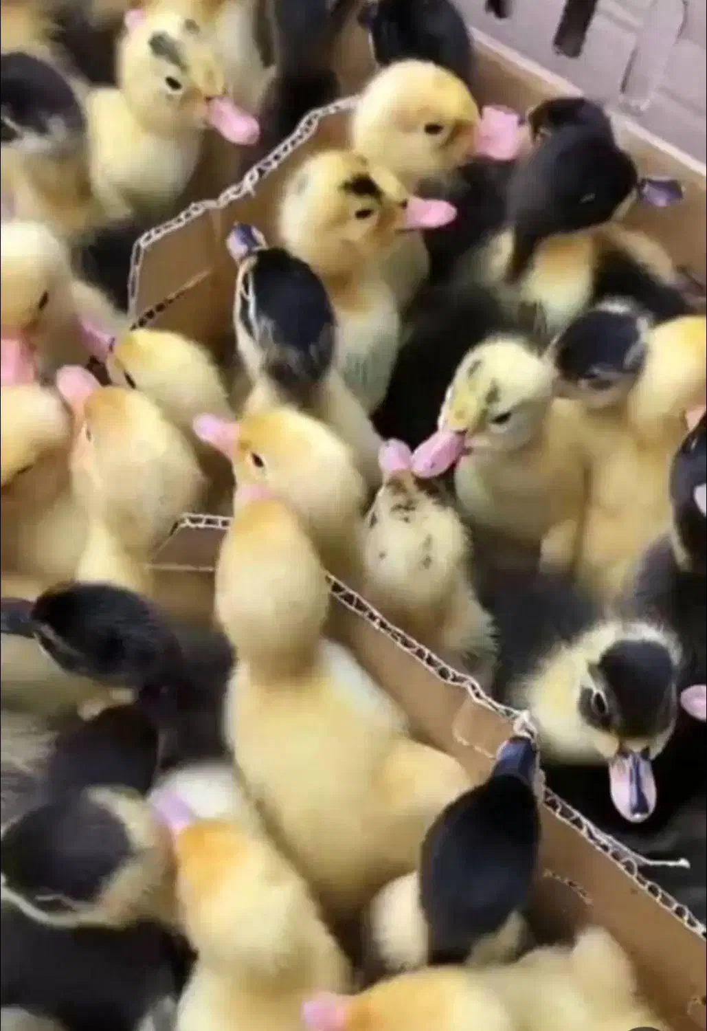 جوجه اردک|حیوانات مزرعه|قم, شهرک مهدیه (مدرس)|دیوار