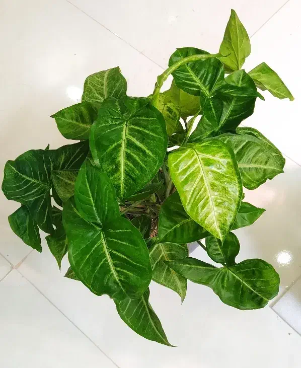 گل آگلونما، زاموفیلیا ، خاک و کود مخصوص رشد|گل و گیاه طبیعی|یزد, |دیوار