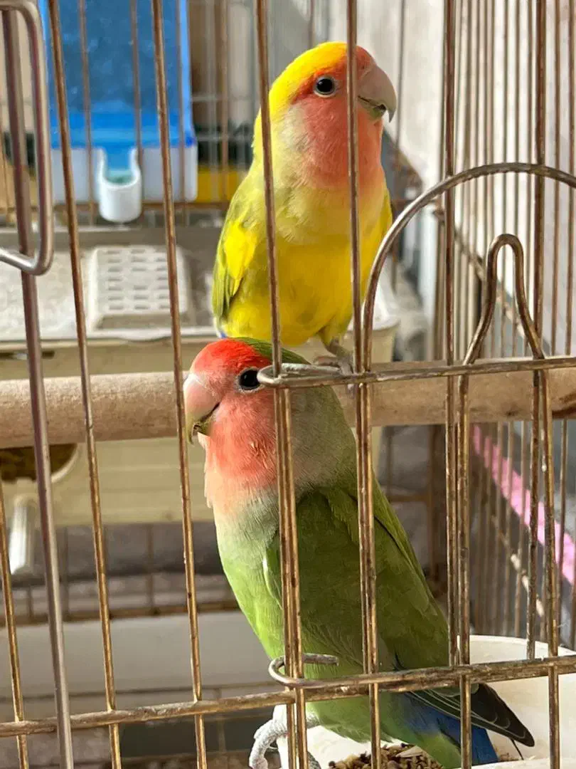 طوطی|پرنده|کرمان, |دیوار