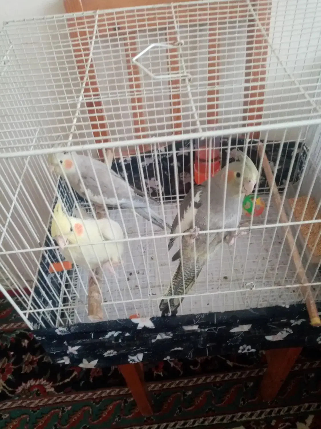 حراج عروس هلندی|پرنده|مشهد, فاطمیه|دیوار