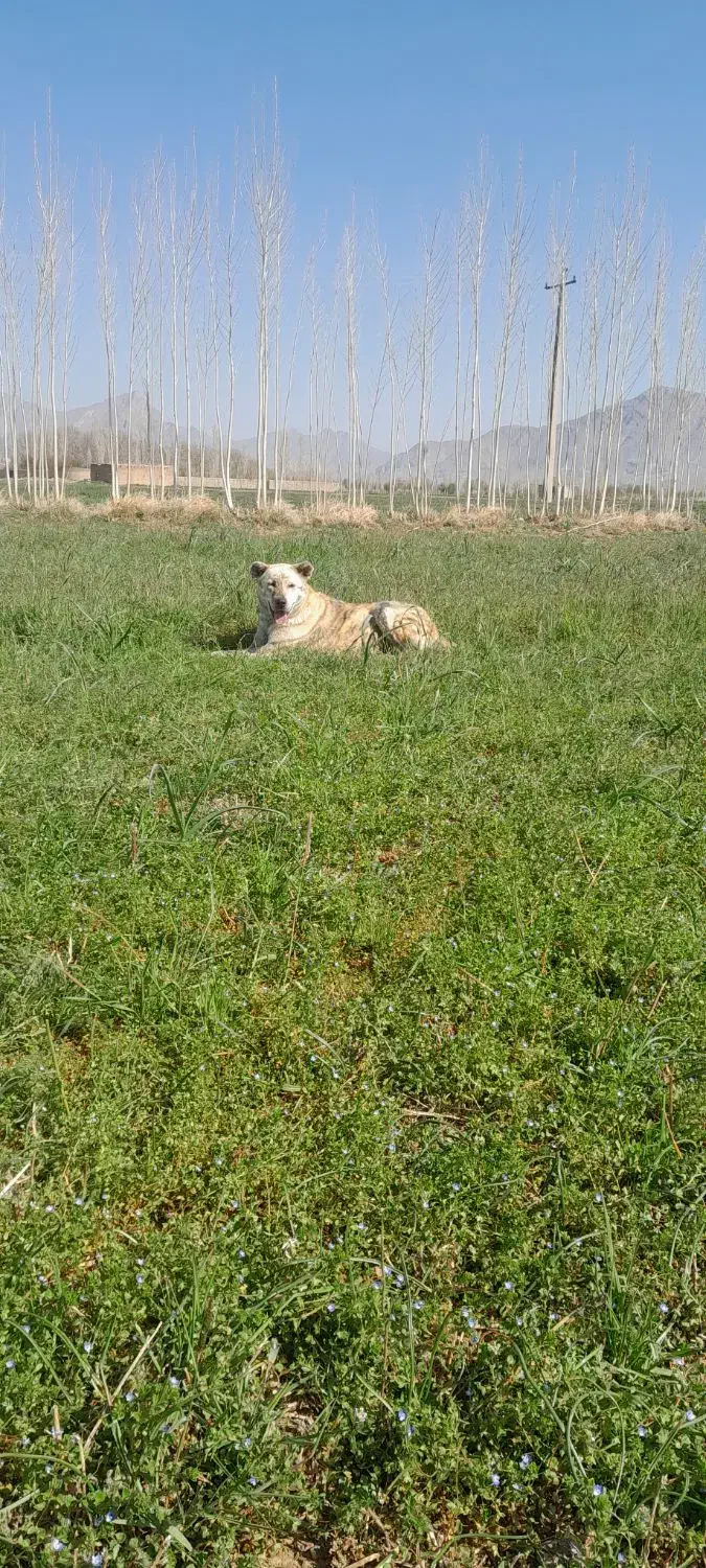 سگ گمشده|حیوانات|شازند, |دیوار