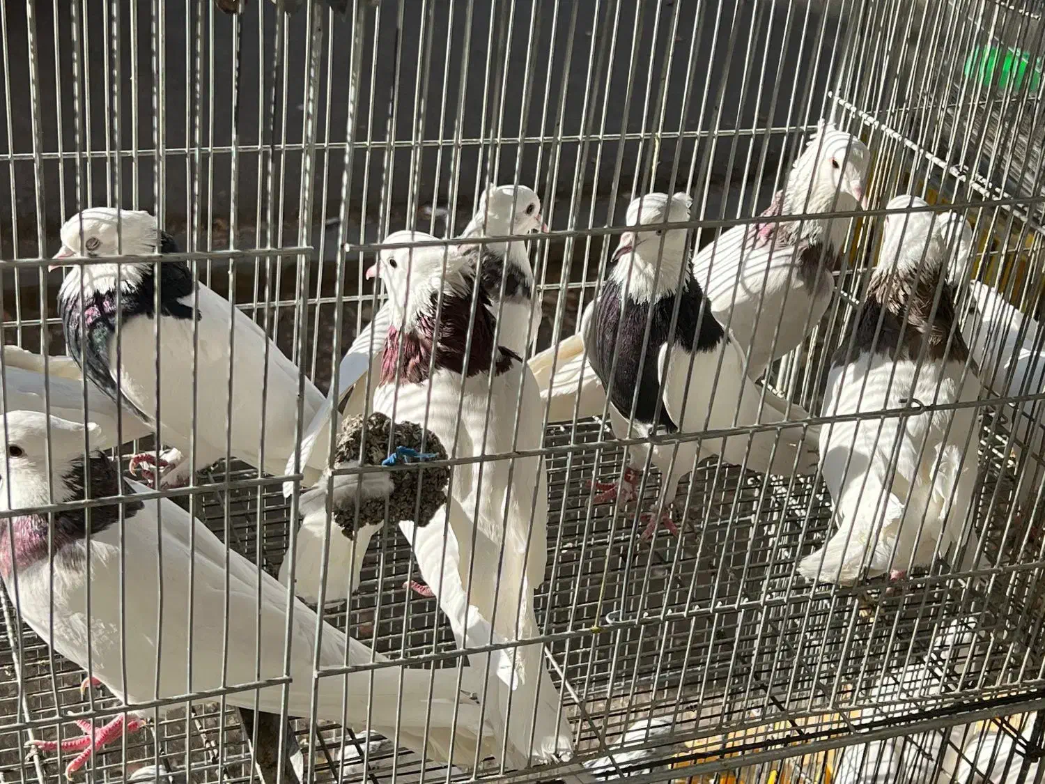 کبوتر طوقی.زاغ.کاشونی|پرنده|بروجن, |دیوار