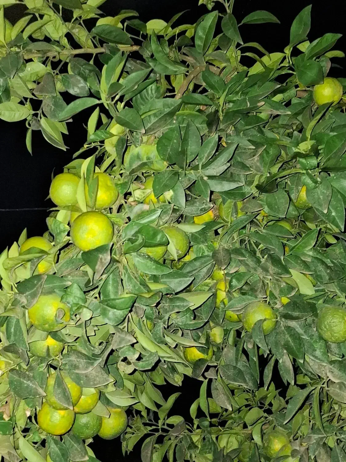 فروش نارنج روی درخت|خوردنی و آشامیدنی|قائم‌شهر, |دیوار