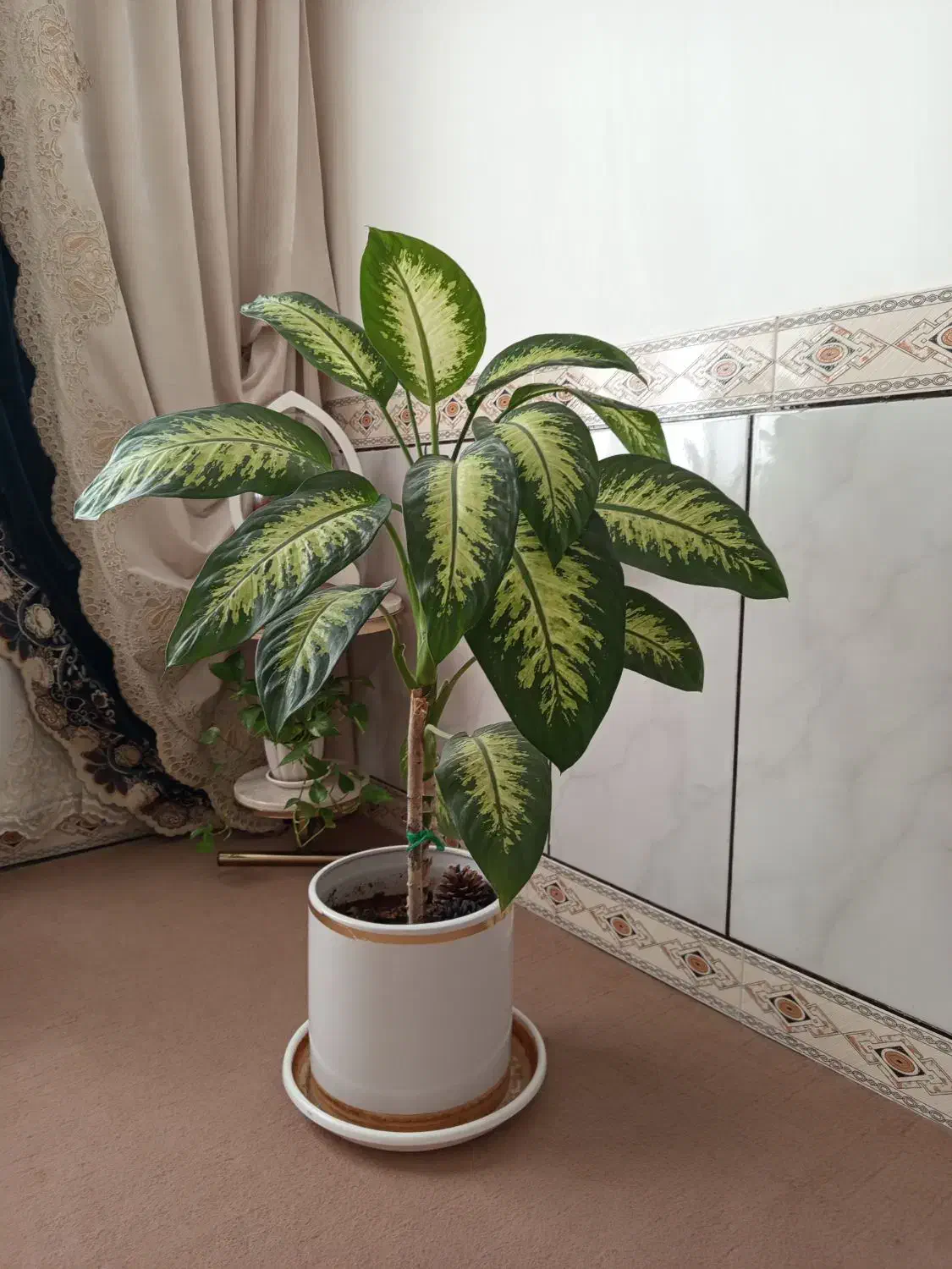 گل اپارتمانی|گل و گیاه طبیعی|کنگاور, |دیوار