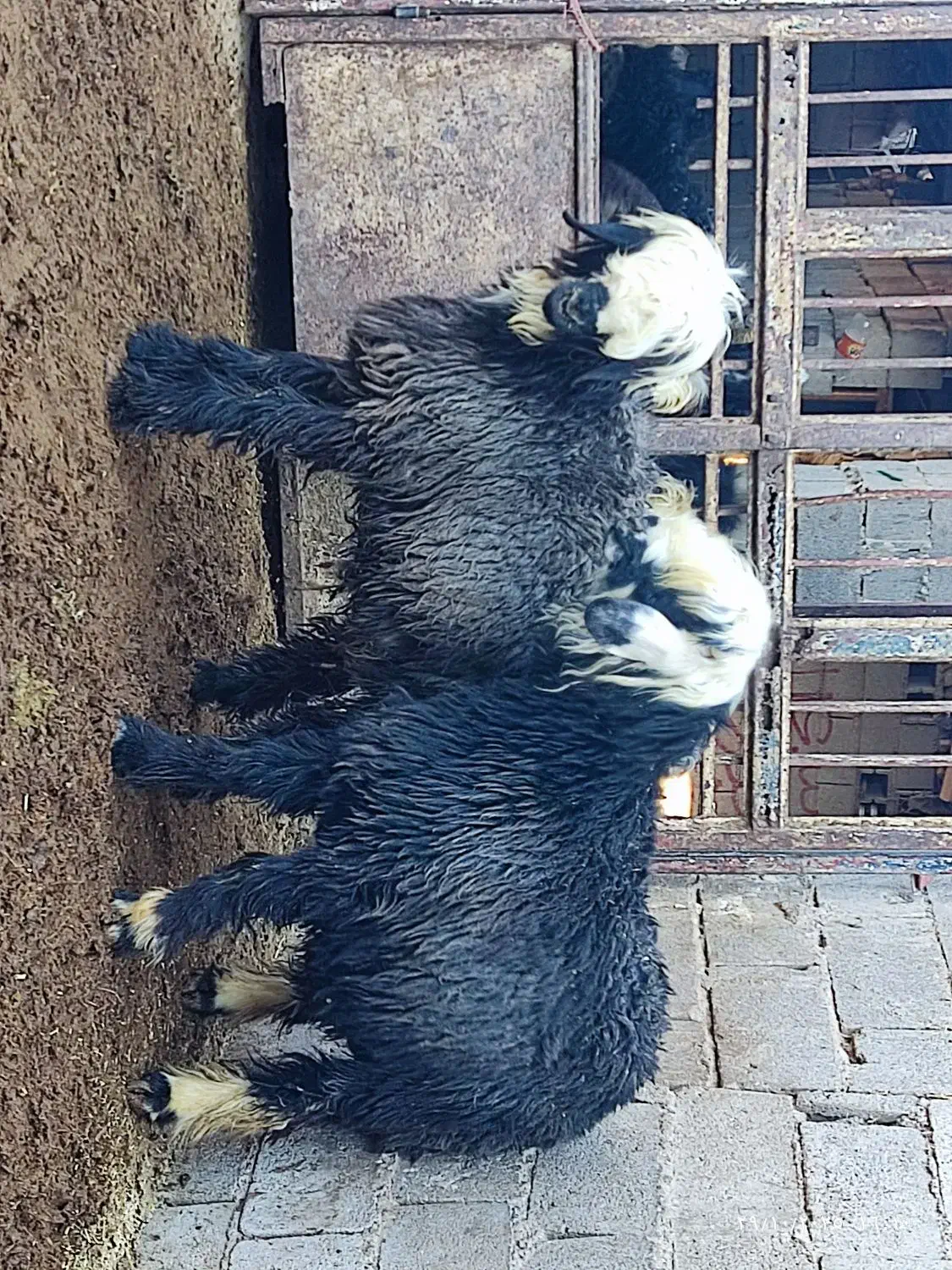 بره نر قوچی|حیوانات مزرعه|حسن آباد, |دیوار