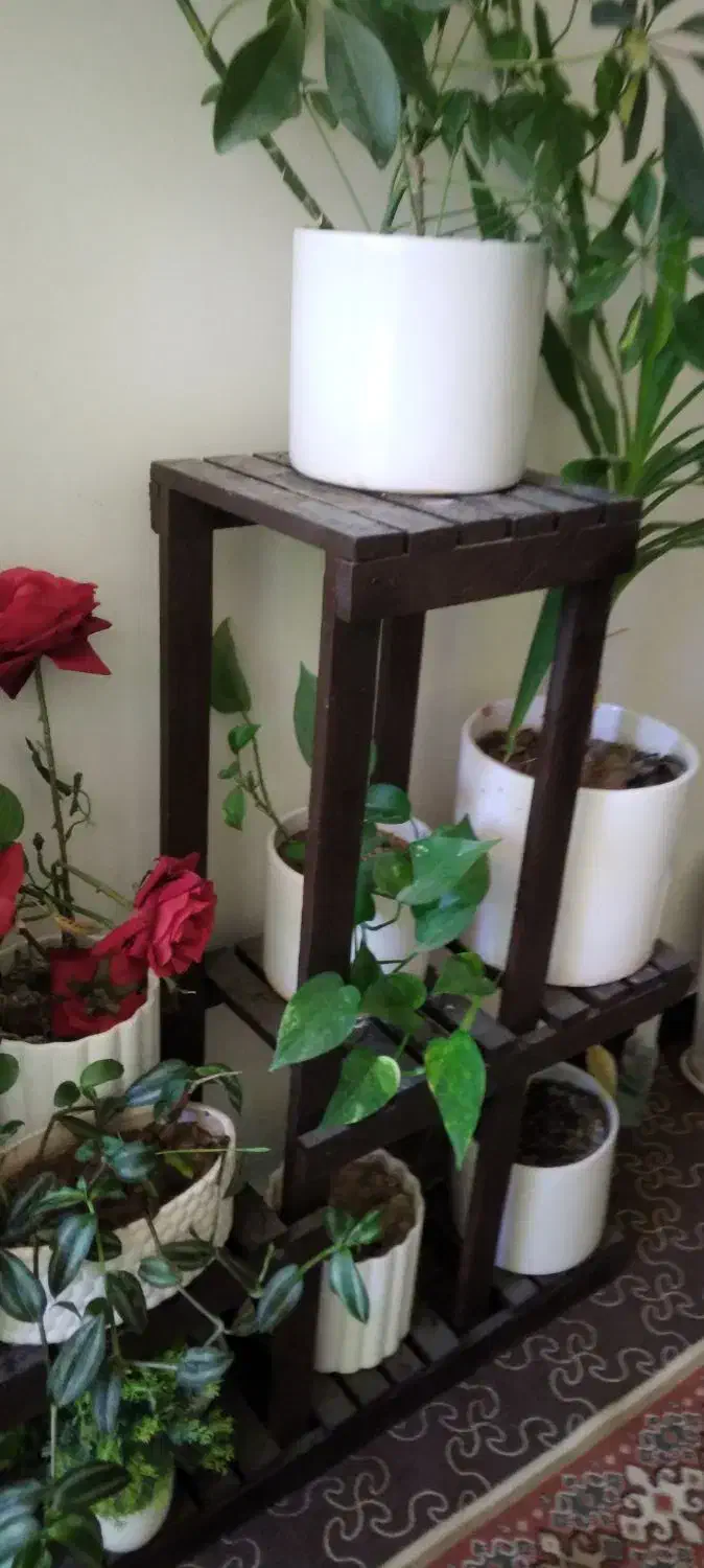 استند گل|گل و گیاه طبیعی|ایذه, |دیوار