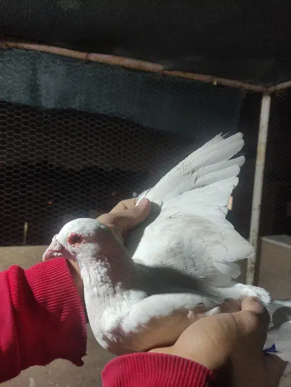 کفتره پلاکی|پرنده|اصفهان, شهرک کوثر|دیوار