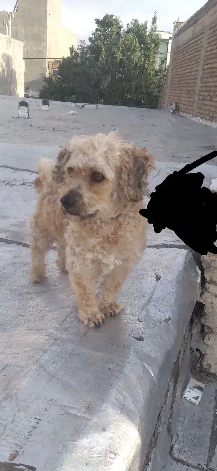 فروش فوری سگ نژاد پودل نر موفرفری|سگ|اردبیل, |دیوار