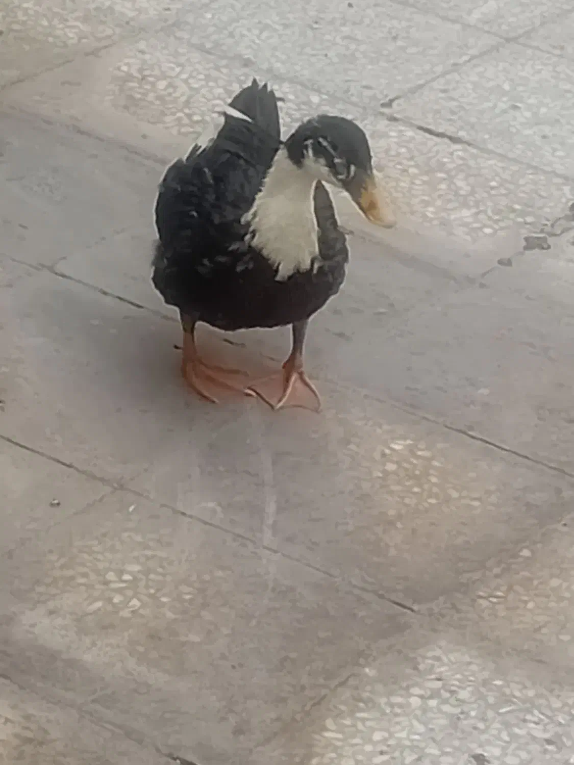 اردک|پرنده|تهران, خانی آباد نو جنوبی|دیوار