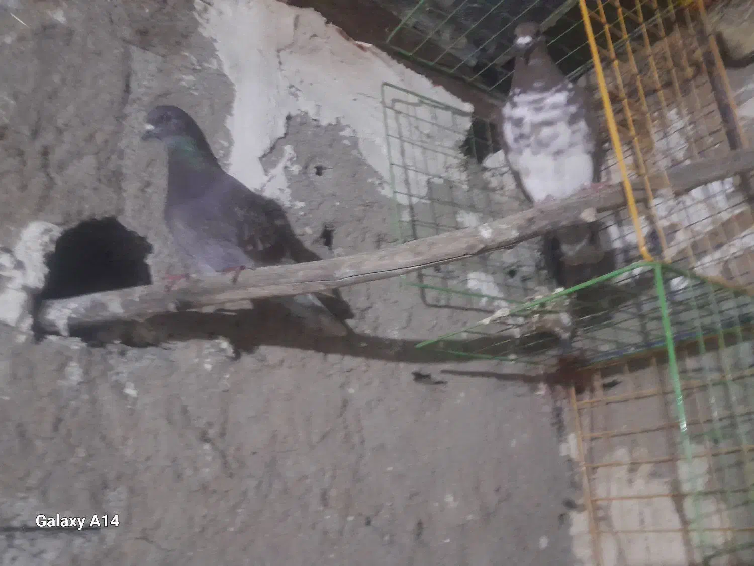 با سلام خدمت عشق بازان|پرنده|ویلکیج, |دیوار