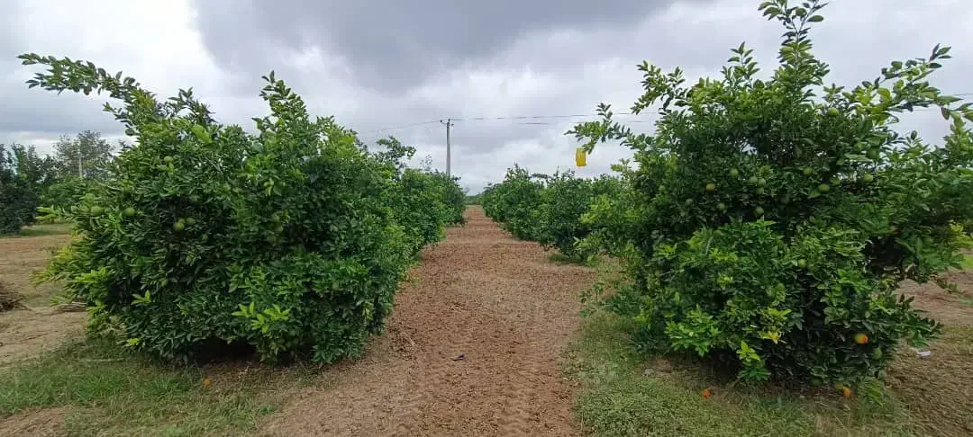 ۲۰هزار متر زمین جاده دریا گهرباران قابل ساخت ساز|فروش زمین و ملک کلنگی|طبقده, |دیوار
