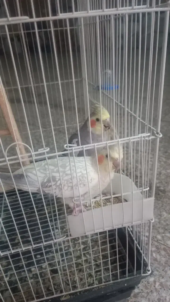 عروس هلندی یک جفت|پرنده|مشکیندشت, |دیوار