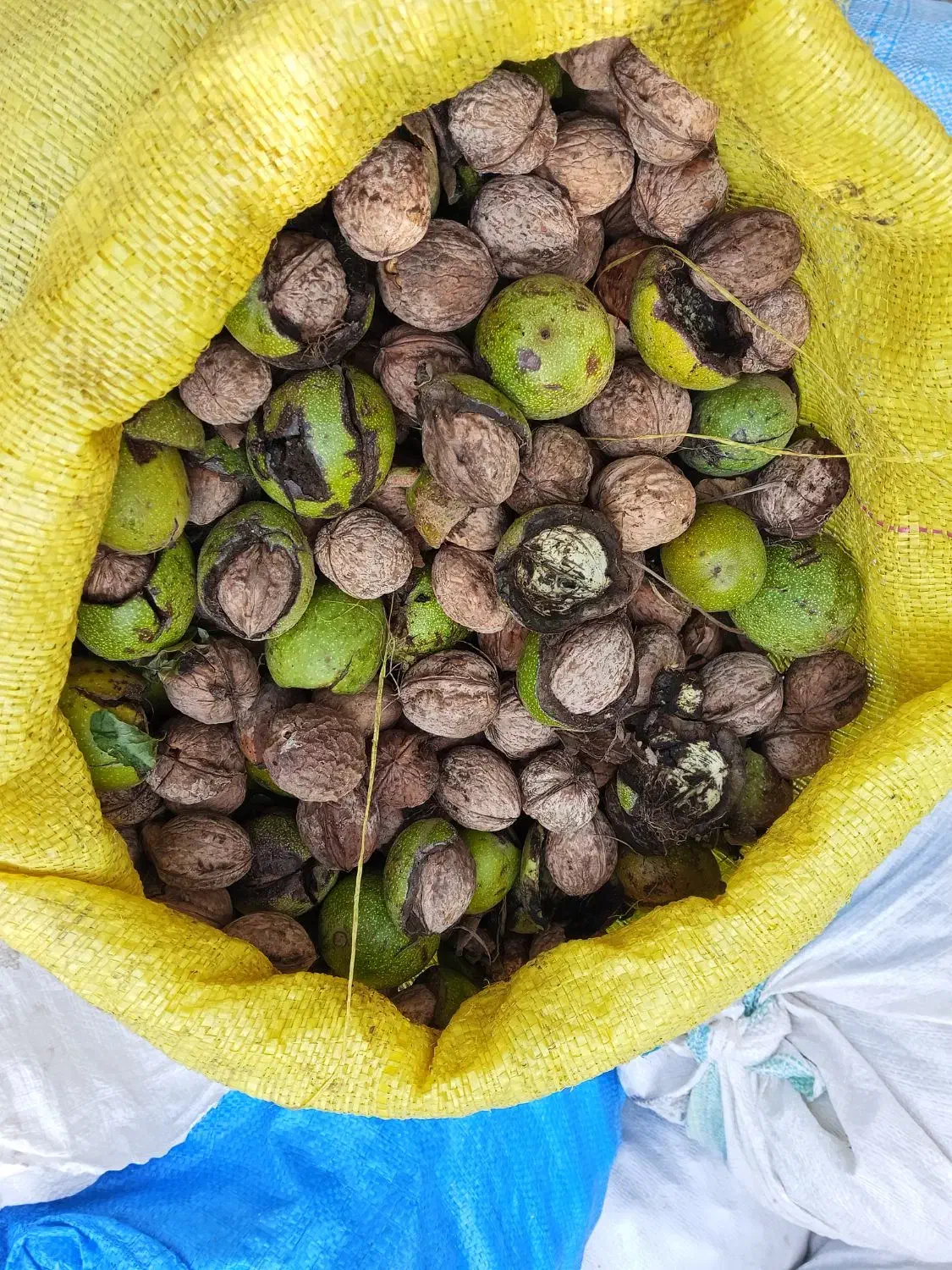 خریدار گردو سر درخت|خدمات باغبانی و درختکاری|خوانسار, |دیوار