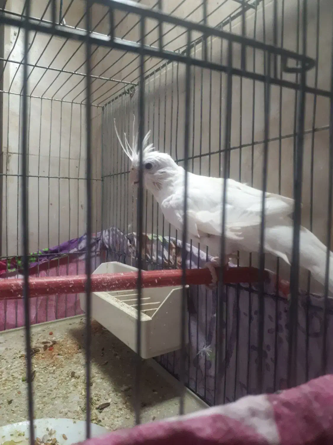 عروس هلندی|پرنده|محمدیه-قزوین, |دیوار