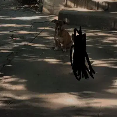 سگ  نر|سگ|مشهد, امیر|دیوار