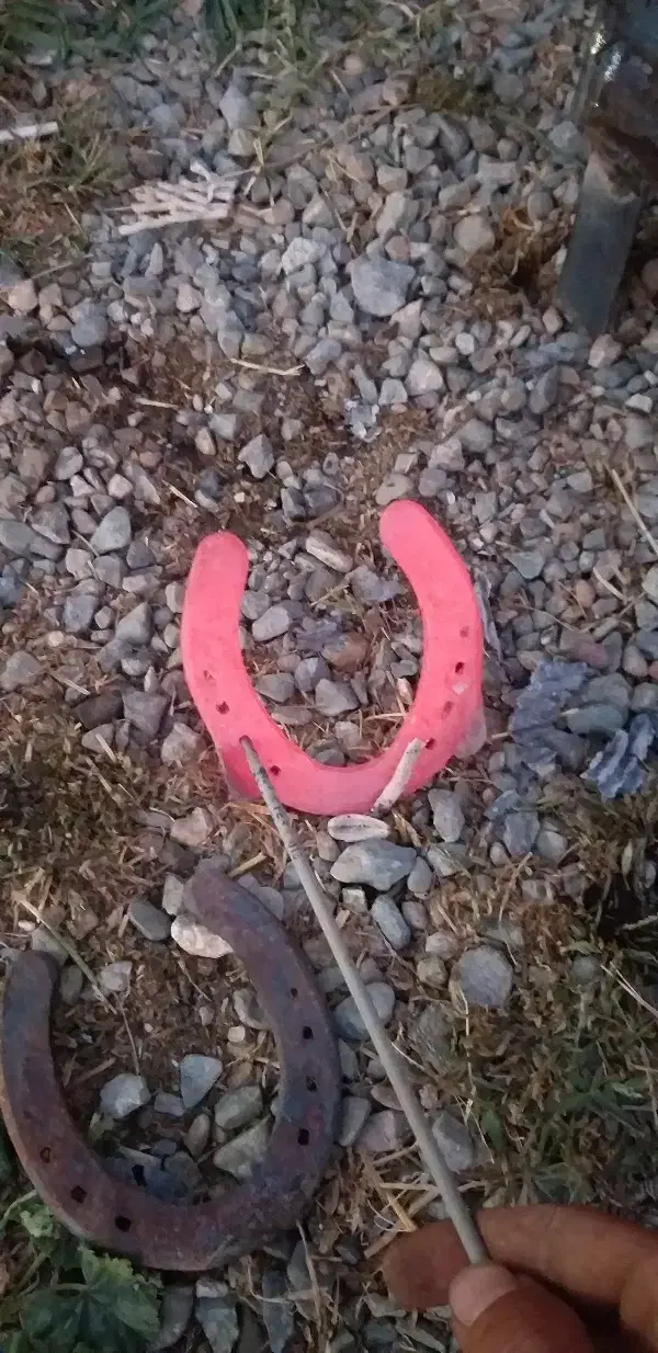 نعلبندی و قیار|اسب و تجهیزات اسب‌سواری|ارومیه, |دیوار