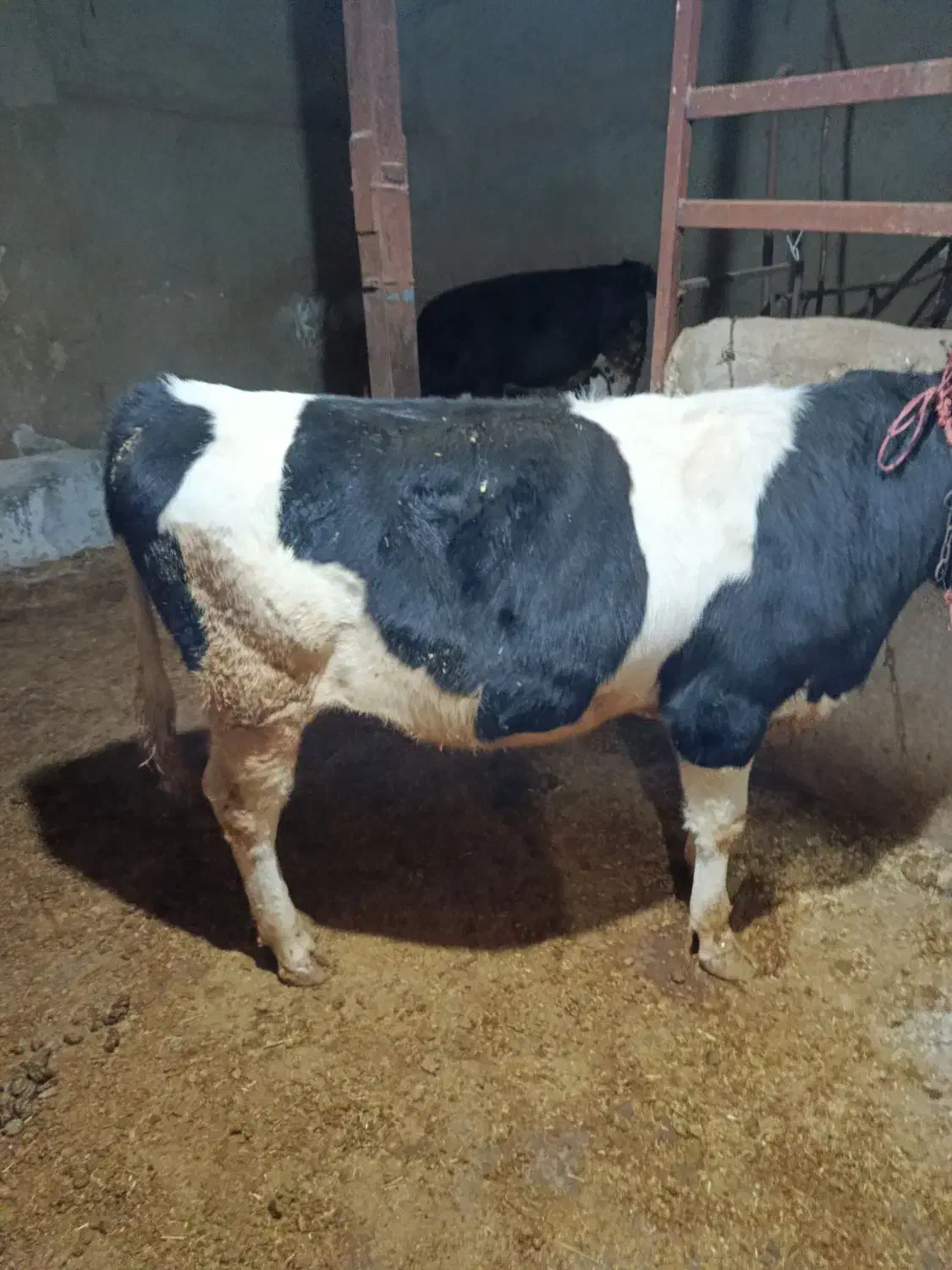 گوساله نر|حیوانات مزرعه|کبودرآهنگ, |دیوار