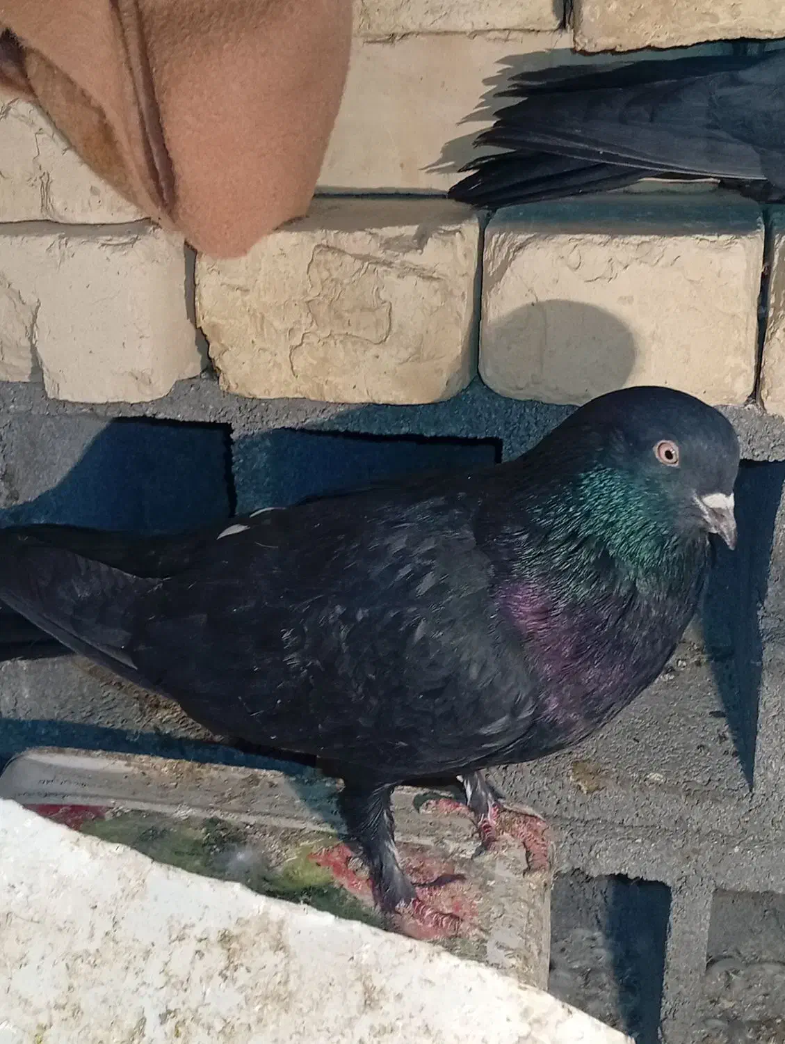 کبوتر سیاه|پرنده|شهرکرد, |دیوار