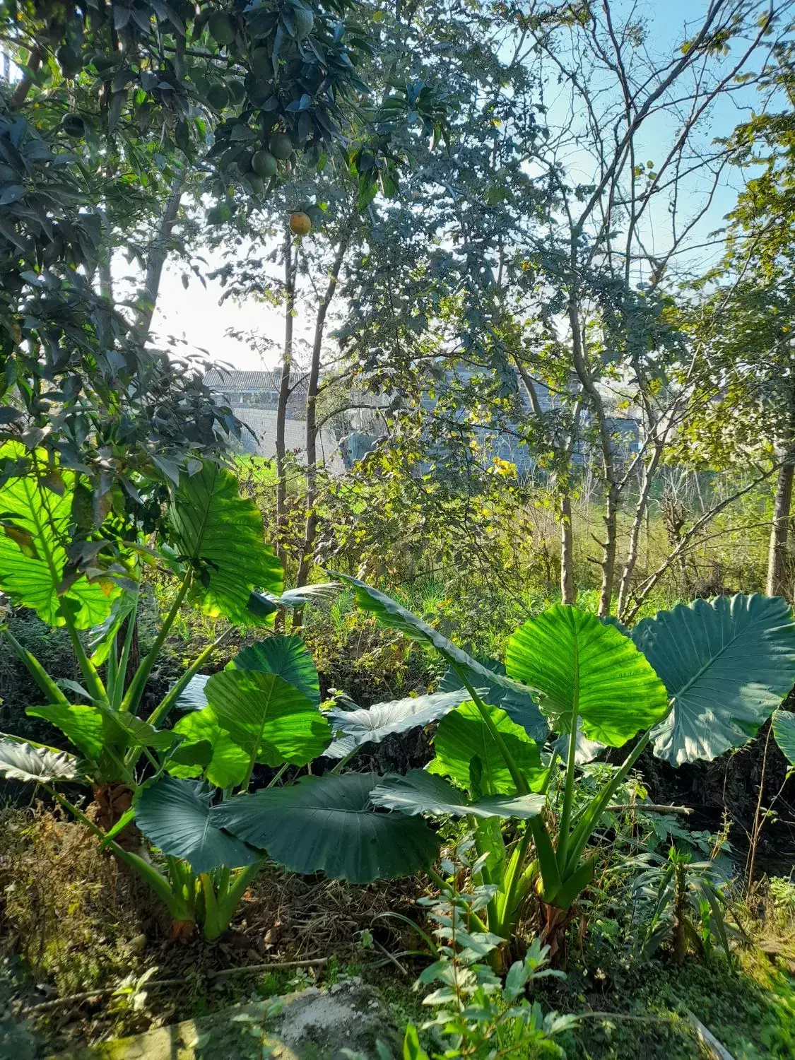 بابا آدم|گل و گیاه طبیعی|خشکبیجار, |دیوار