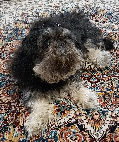 فروش سگ و گربه|سگ|اهواز, کمپلو شمالی|دیوار