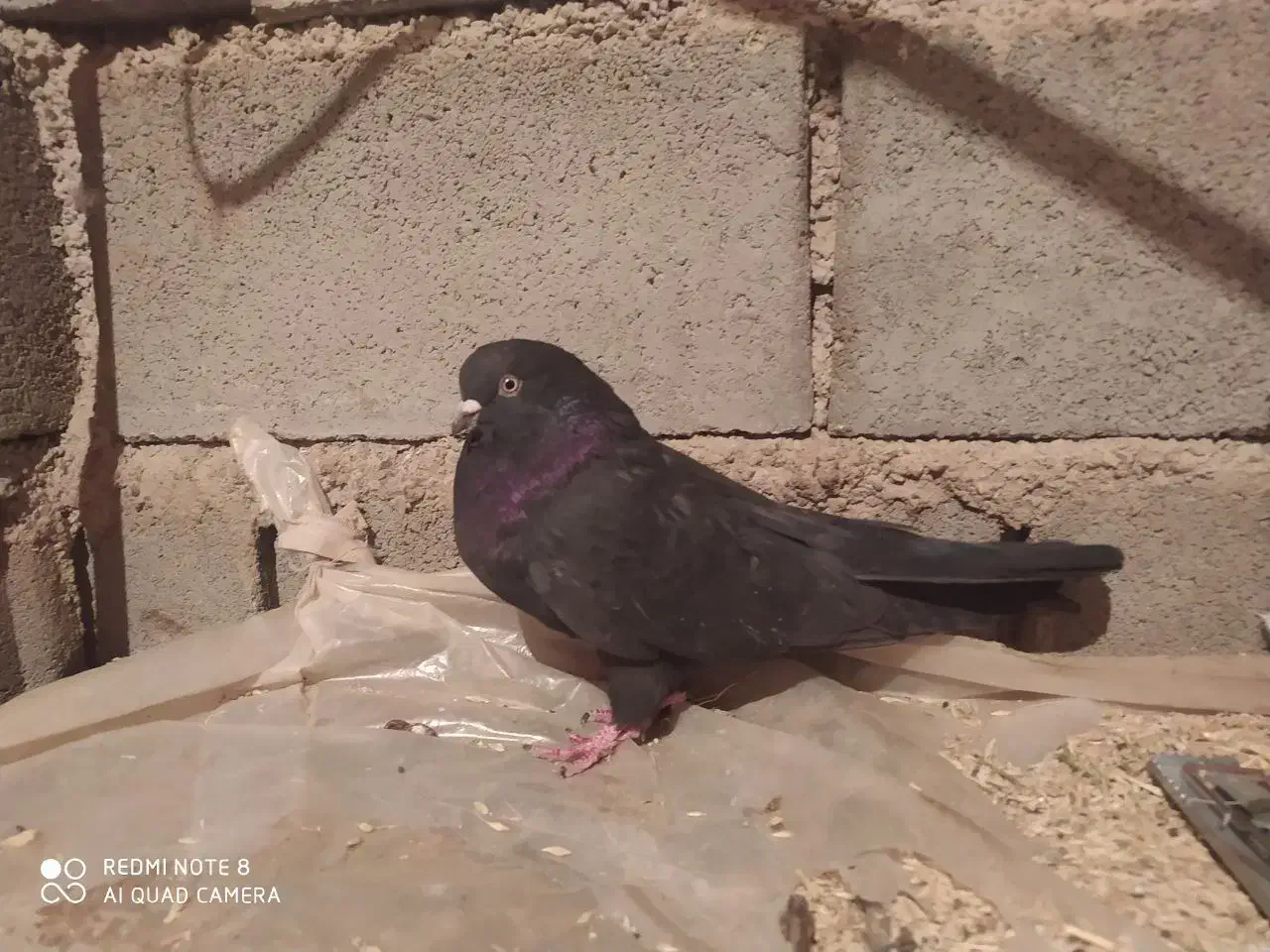 کبوتر پرشی بشرت|پرنده|بروجن, |دیوار