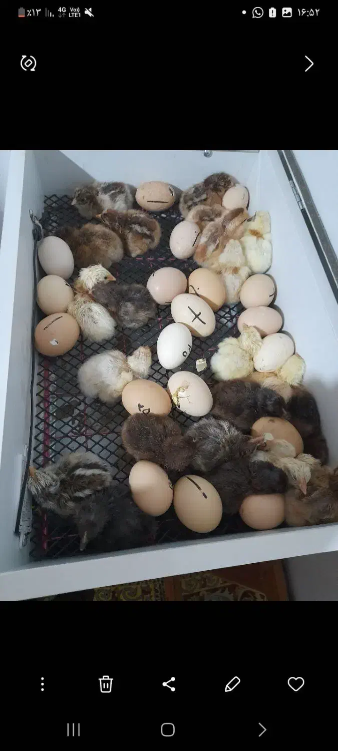 دستگاه جوجه کشی|لوازم جانبی حیوانات|تالش, جوکندان|دیوار