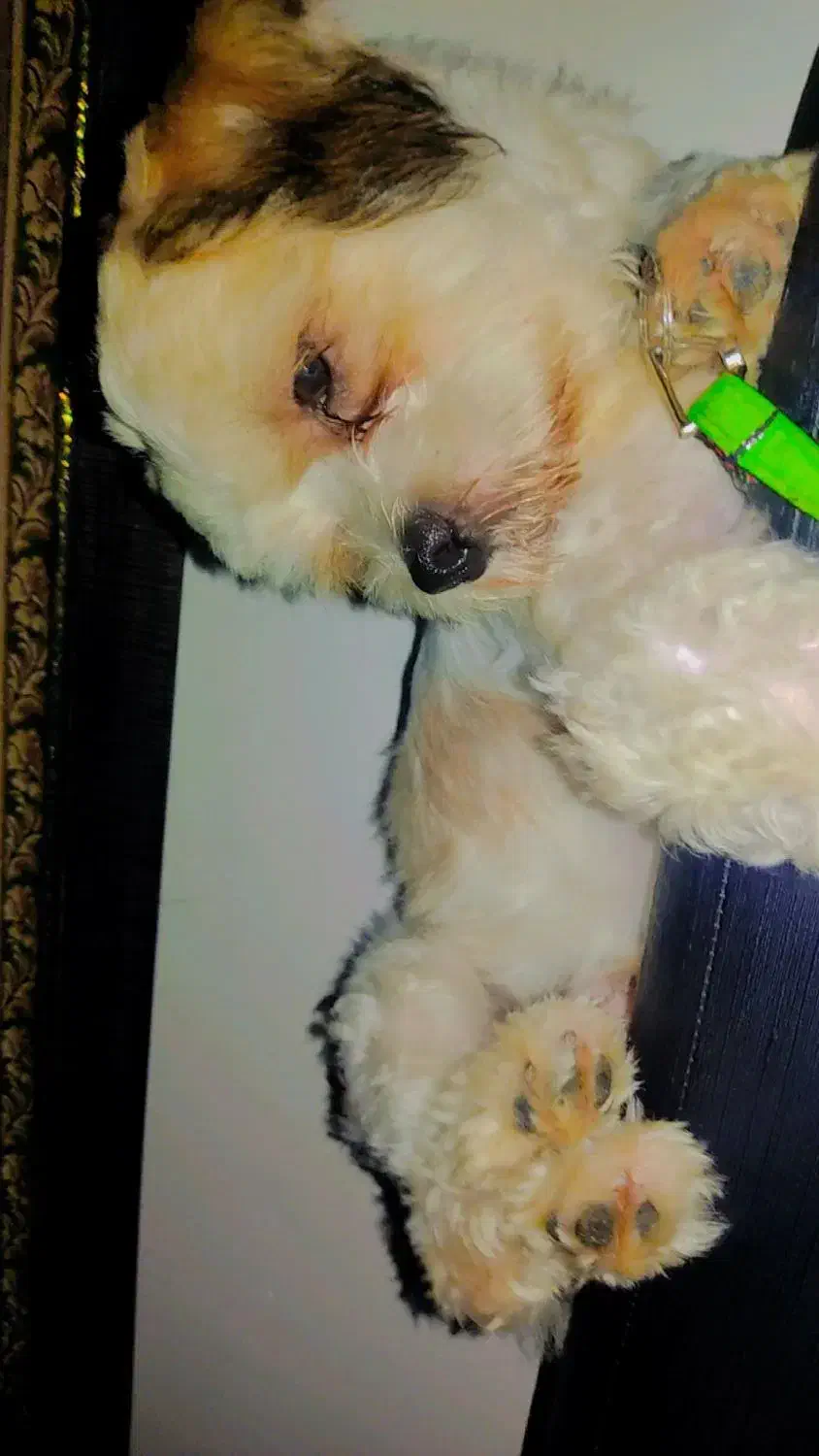 شیتزو کراس عروسکی|سگ|گنبد کاووس, |دیوار