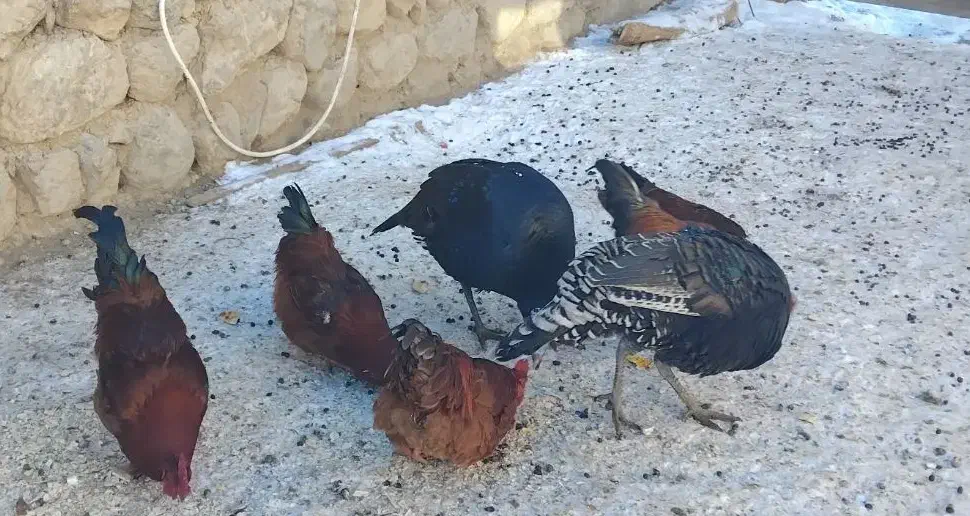 بوقلمون و خروس|حیوانات مزرعه|چالدران, |دیوار