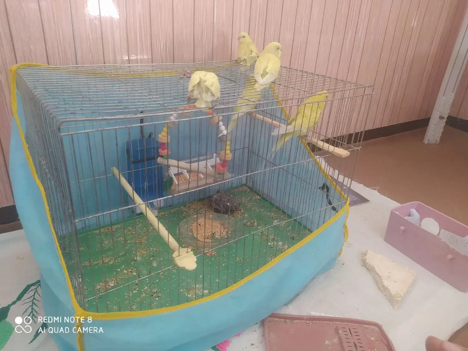 5 تا مرغ عشق خیلی قشنگگ|پرنده|پیرانشهر, |دیوار