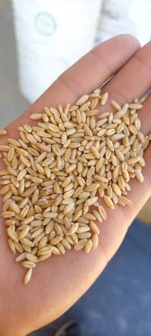 سویا|لوازم جانبی حیوانات|فرمهین, |دیوار