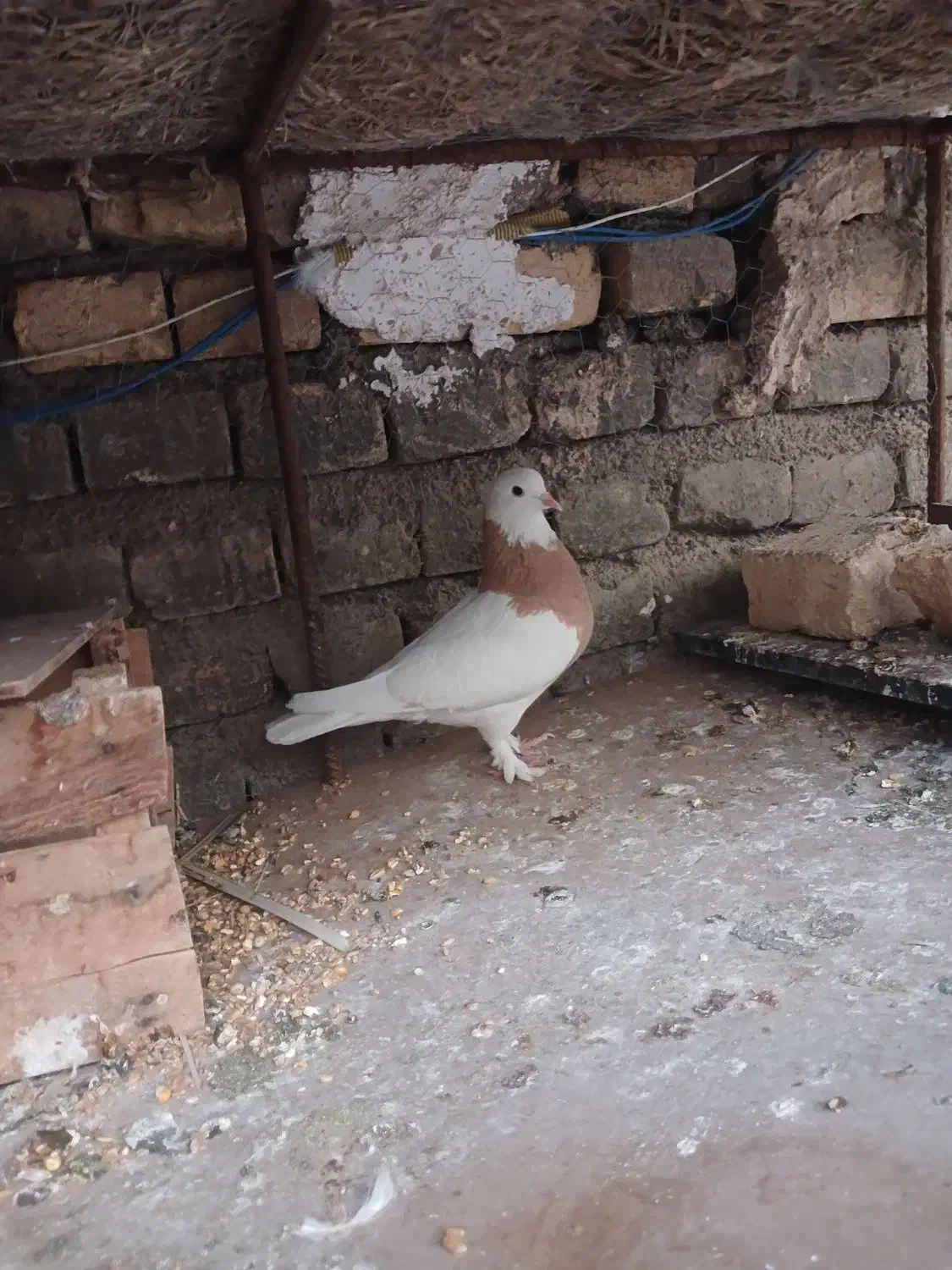 طوقی|پرنده|بافق, |دیوار