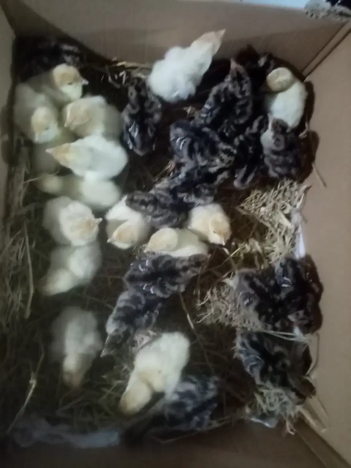 فروش جوجه بوقلمون برنز اصل و بیوتی، غاز، اردک و|حیوانات مزرعه|قائمشهر, |دیوار