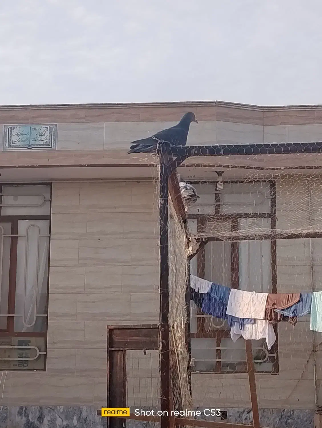 کفتر|پرنده|گناباد, |دیوار