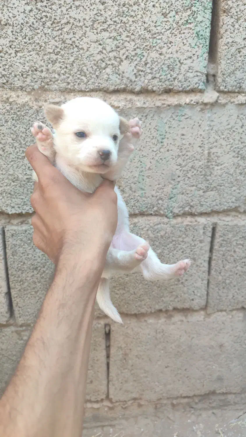 واگذاری پاکوتاه|سگ|سیرجان, |دیوار