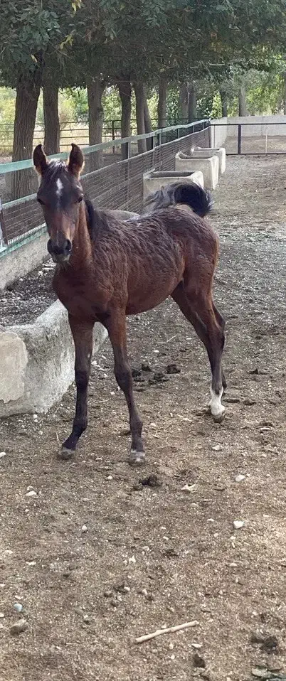 فروشی فوری|اسب و تجهیزات اسب‌سواری|هشتگرد, تهران دشت|دیوار