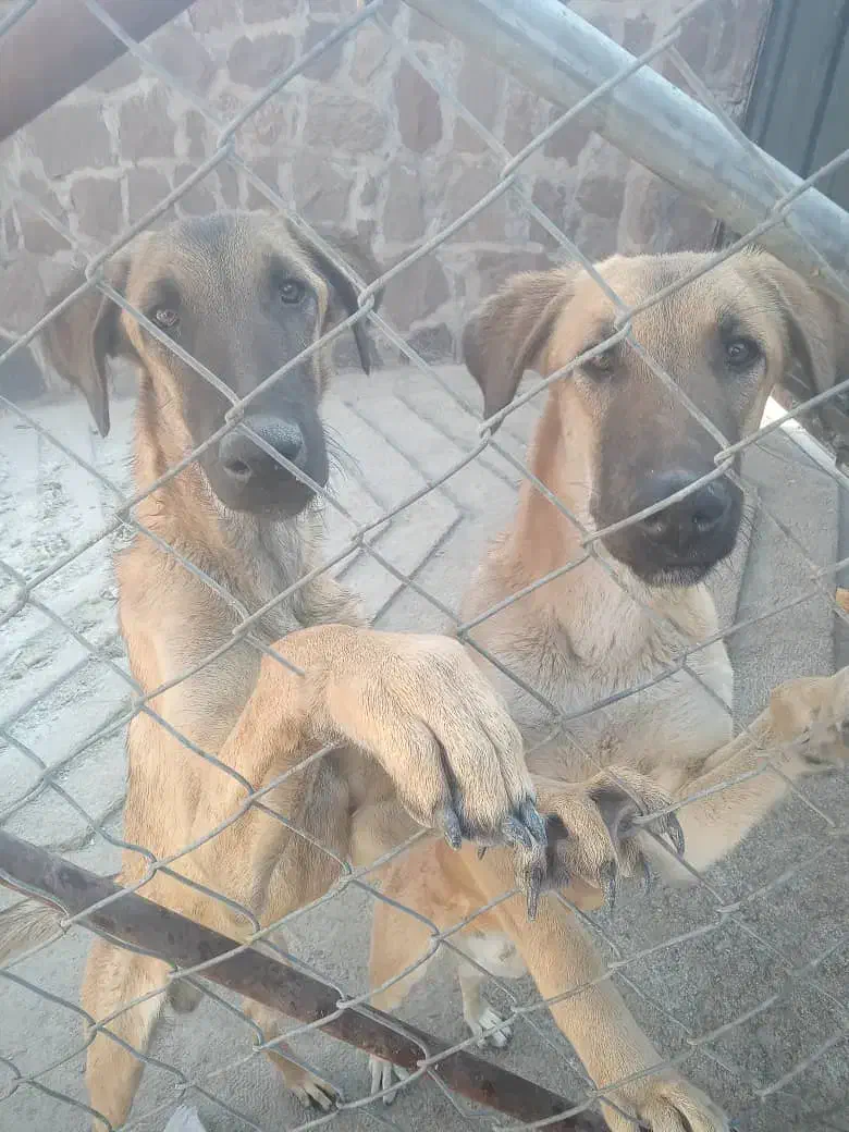 واگذاری رایگان دو قلاده سگ شکاری نر|سگ|دماوند, دماوند|دیوار