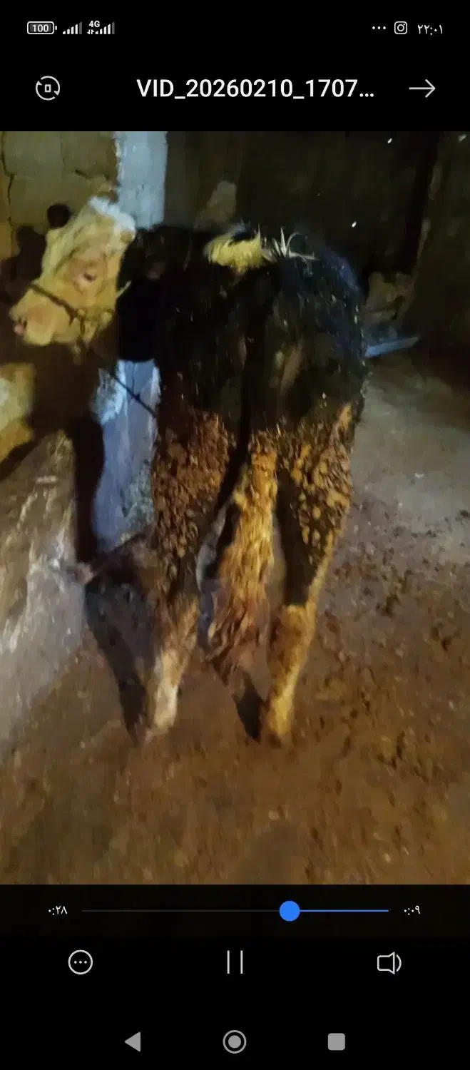 گوساله|حیوانات مزرعه|فیروزآباد (لرستان), |دیوار